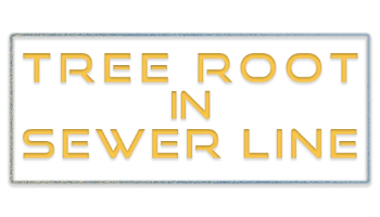 tree root in sewer line banner graphic as a major cause of sewer line repair issues by delta p buffalo ny